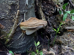 Ganoderma adspersum