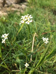 Arabidopsis halleri