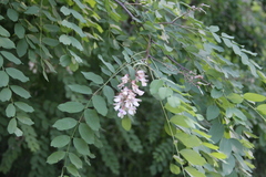 Robinia × ambigua