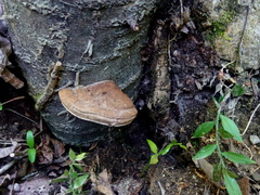 Ganoderma adspersum