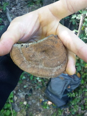 Ganoderma adspersum