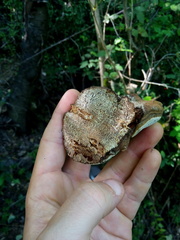 Ganoderma adspersum