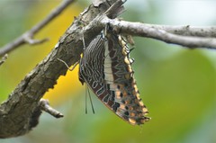 Charaxes saturnus