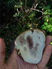 Ganoderma adspersum