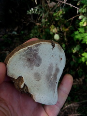 Ganoderma adspersum
