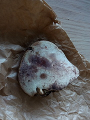 Ganoderma adspersum