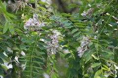 Robinia × ambigua