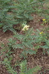 Sophora alopecuroides