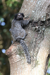 Callithrix penicillata