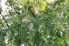 Robinia × ambigua
