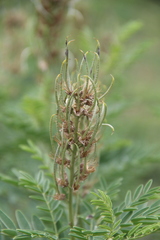 Sophora alopecuroides