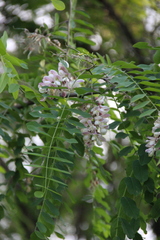 Robinia × ambigua
