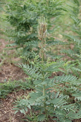 Sophora alopecuroides