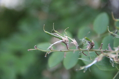 Robinia × ambigua