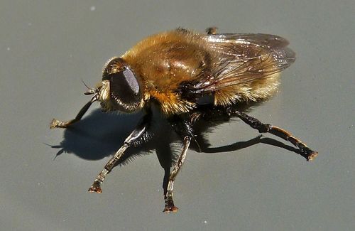 Merodon equestris nuotrauka