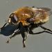 Narcissus Bulb Fly, photo 9 of 9