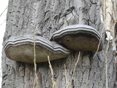 Fomes fomentarius