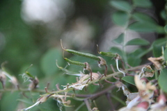 Robinia × ambigua
