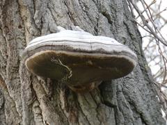 Fomes fomentarius