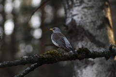 Turdus pilaris
