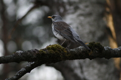 Turdus pilaris