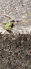 Podarcis siculus
