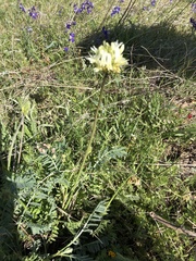 Astragalus hoodianus