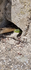Podarcis siculus