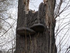 Fomes fomentarius