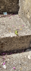 Podarcis siculus