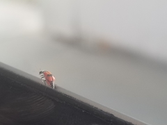 Melyridae