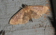 Herpetogramma sphingealis