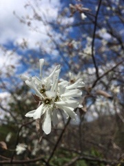 Claytonia caroliniana