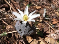 Claytonia caroliniana