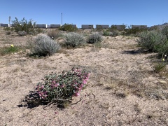 Penstemon albomarginatus