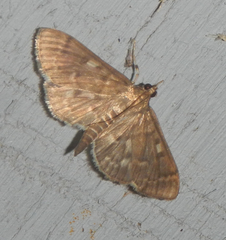 Herpetogramma sphingealis