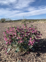 Penstemon albomarginatus