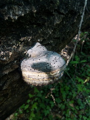Phellinus igniarius