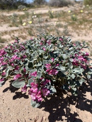 Penstemon albomarginatus