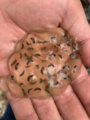 Ambystoma jeffersonianum