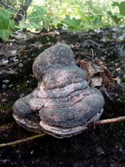 Phellinus igniarius