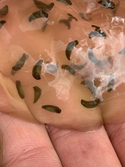 Ambystoma jeffersonianum