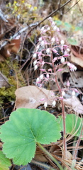 Heuchera longipetala