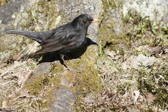Turdus merula