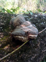 Phellinus igniarius