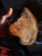 Ganoderma adspersum