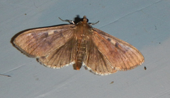 Herpetogramma sphingealis