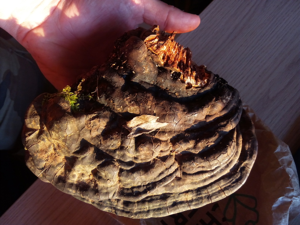 Ganoderma adspersum from Montpellier, France on April 14, 2021 at 07:55 ...