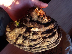 Ganoderma adspersum