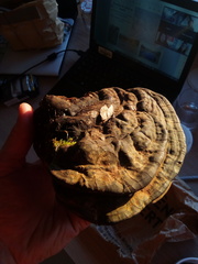 Ganoderma adspersum